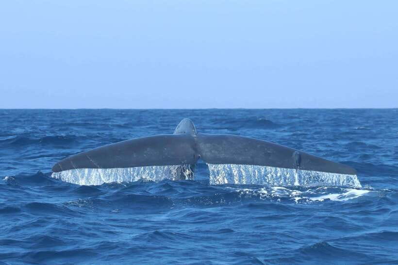 Trincomalee: Whale & Dolphin Safari Tour with Expert Guides - The dolphin moments: spinner-like action and close-up viewing