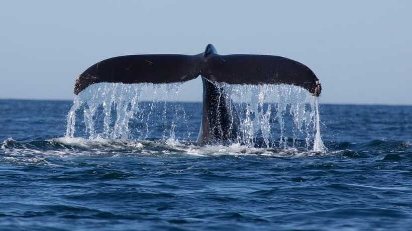 Trincomalee: Whale & Dolphin Safari Tour with Expert Guides - When whales show up: blue whales, sperm whales, and rare killer whale odds