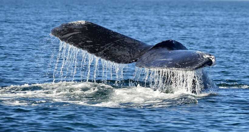 Trincomalee: Whale & Dolphin Safari Tour with Expert Guides - On board: comfort, life jackets, and small-boat realities