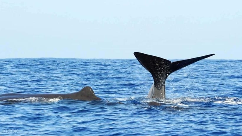 Trincomalee: Whale & Dolphin Safari Tour with Expert Guides - Eco-friendly viewing: what the guidelines mean for your experience