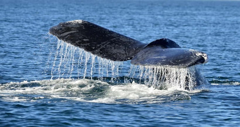 Trincomalee: Whale & Dolphin Safari Tour with Expert Guides - Getting to the water: the Trincomalee meeting point and start time