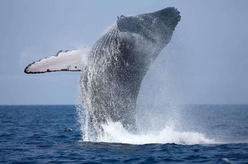 Trincomalee : Whale & dolphin watching +pigeon island tour - Deep-Sea Search for Whales and Dolphins in Open Water