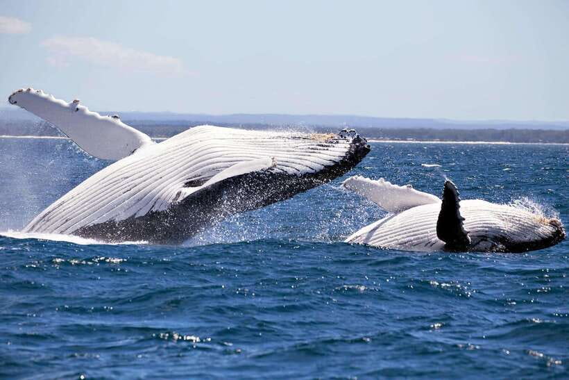 Trincomalee : Whale & dolphin watching +pigeon island tour - The 6-Hour Flow From Pickup to Return