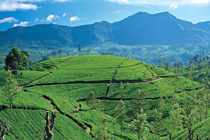 Tuk tuk colombo Sightseeing tour - Included value: what the $20 per group really covers