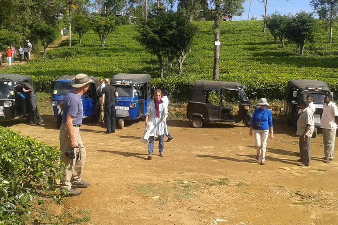 Tuk Tuk safari and Picnic in The Tea Plantation from Ella,Haputale & Bandarawela - Key things I’d plan around