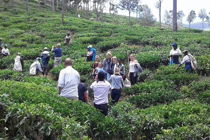 Tuk Tuk safari and Picnic in The Tea Plantation from Ella,Haputale & Bandarawela - Tea factory visit and hands-on learning with harvesters