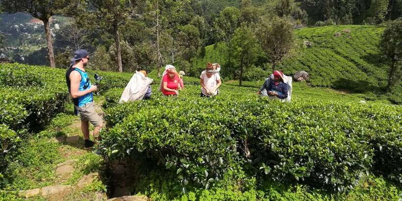 Tuk-Tuk Safari Liptons seat,Tea Fields Hike,TeaFactory Tour - What Makes This Day Trip Worth Your Time