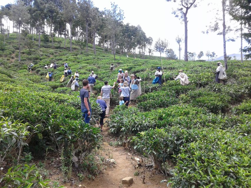 Tuk-Tuk Safari Liptons seat,Tea Fields Hike,TeaFactory Tour - Should You Book This Tuk-Tuk Safari and Tea Factory Day?