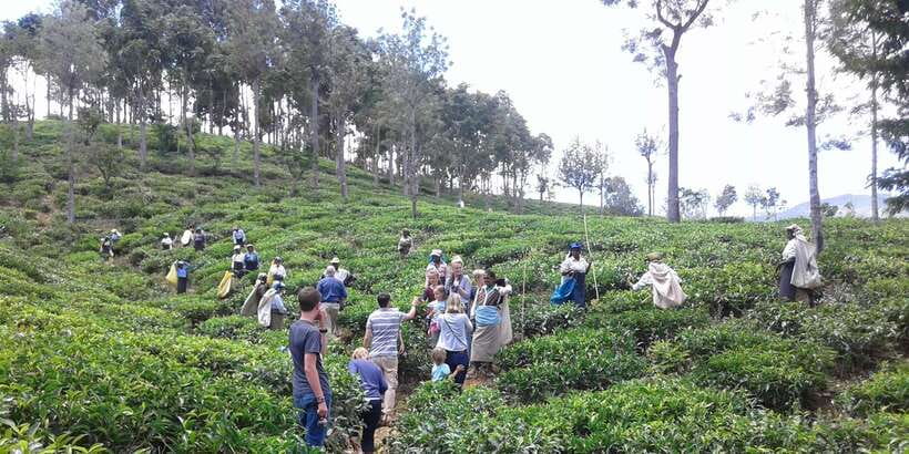 Tuk-Tuk Safari Liptons seat,Tea Fields Hike,TeaFactory Tour - Who Should Book This Tour (and Who Might Skip It)