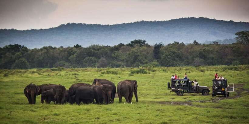 Udawalawa National Park: All-Inclusive Private Day Tour - Timing tip: afternoon safari can boost your elephant odds