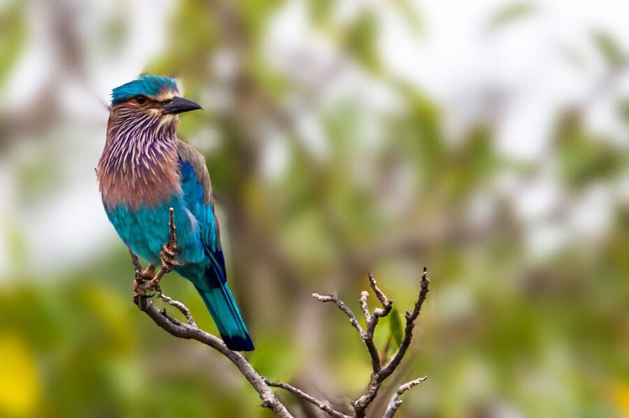 Udawalawa National Park: All-Inclusive Private Day Tour - Who this private tour suits best