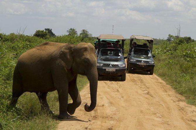 UDAWALAWA National Park ALL INCLUSIVE Tour with PICK UP INCLUDED - Elephant Transit Home: The Conservation Context That Adds Meaning
