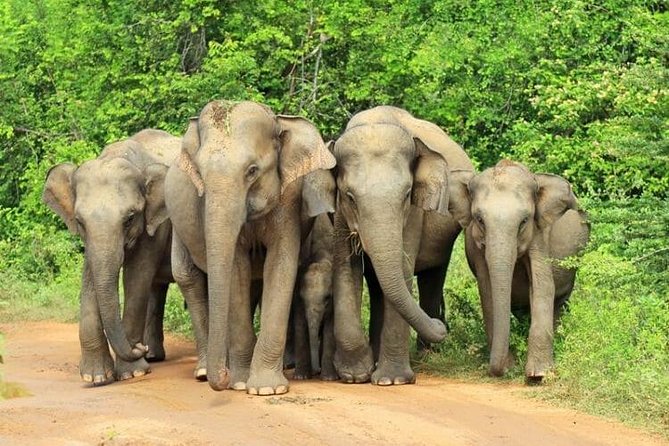Udawalawa National Park Day Tour - Udawalawe National Park: why the elephants are the main event