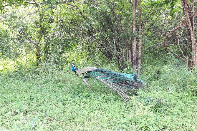Udawalawa National Park Day Tour - What the day feels like: timing, energy, and comfort