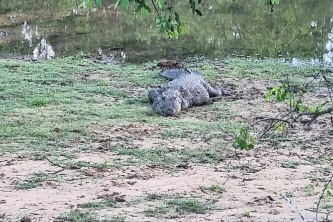 Udawalawa National Park Day Tour - Price and value: is $146 worth it for Udawalawe?