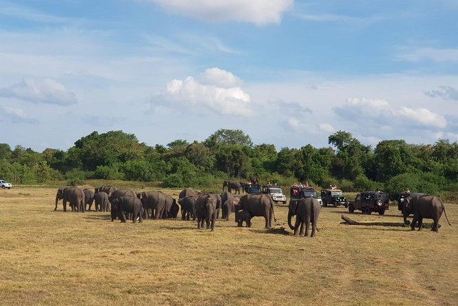 Udawalawa National Park Day Tour - The heart of the day: how your Udawalawe safari hours work