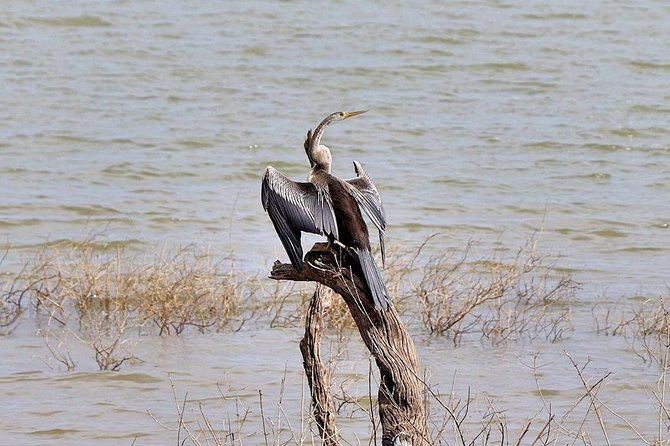 Udawalawa National Park half day Safari - A guide who helps you actually see wildlife