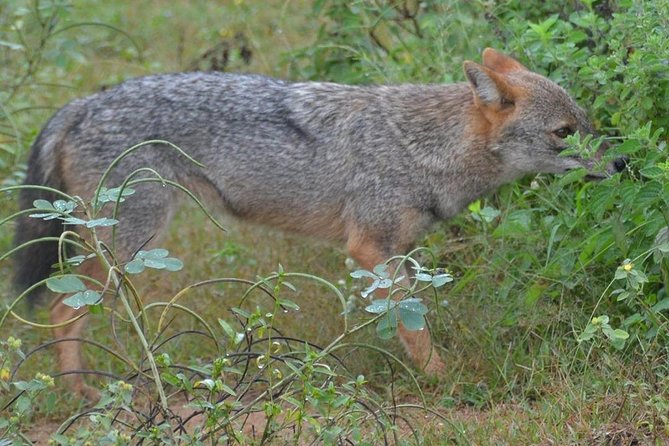 Udawalawa National Park half day Safari - Price and what is included in the $85 safari