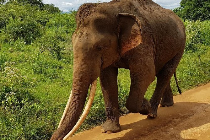 Udawalawa National Park half day Safari - What to do about breakfast and other practical tips