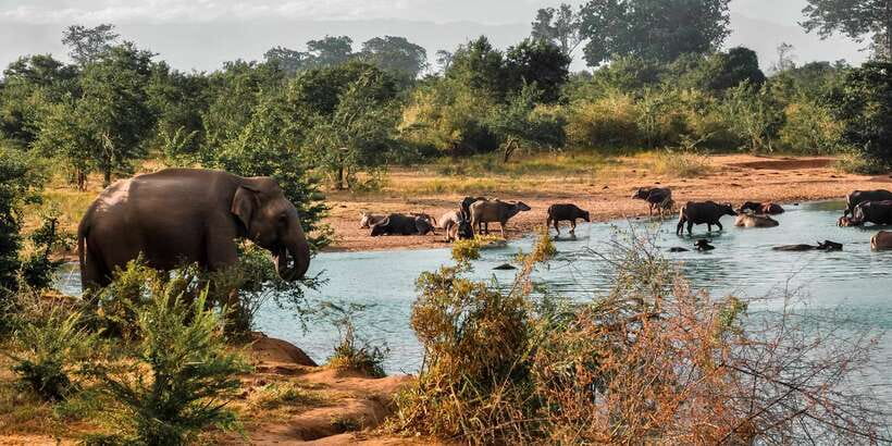 Udawalawa National Park: Private Safari - Key things I’d plan around