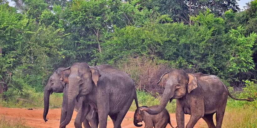 Udawalawa National Park: Private Safari - Should you book Udawalawe National Park Private Safari?