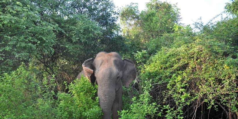 Udawalawa National Park: Private Safari - Price and value: what $25 per person really means