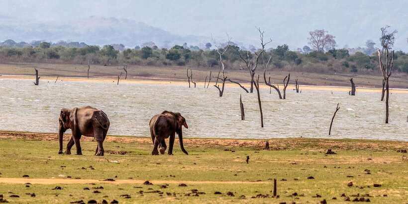 Udawalawa National Park: Private Safari - Practical tips so you spot more (and stay comfortable)