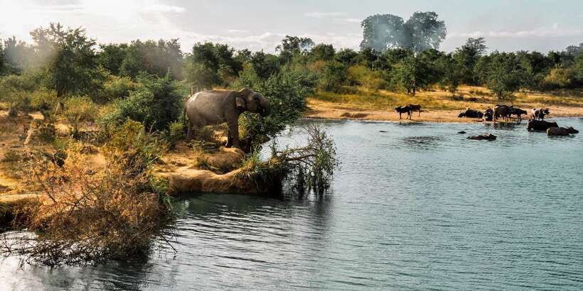 Udawalawa National Park: Private Safari - Your jeep and guide style, what you should expect in real life