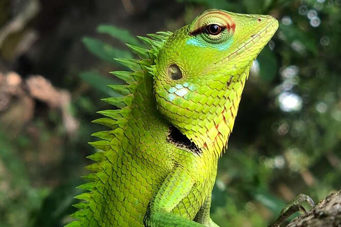 Udawalawa National Park Safari Day Tour - Udawalawa National Park fits a day trip because it concentrates the action