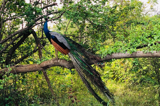 Udawalawa National Park Safari Day Tour - The 8 hour rhythm: 5:00 am start and what the rest of the day really feels like