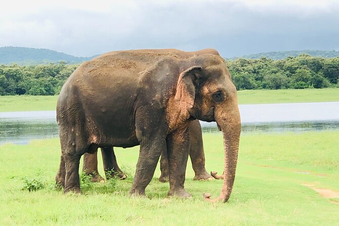 Udawalawa National Park Safari Day Tour - Comfort and safety on Sri Lanka roads, with an eye on how guides drive