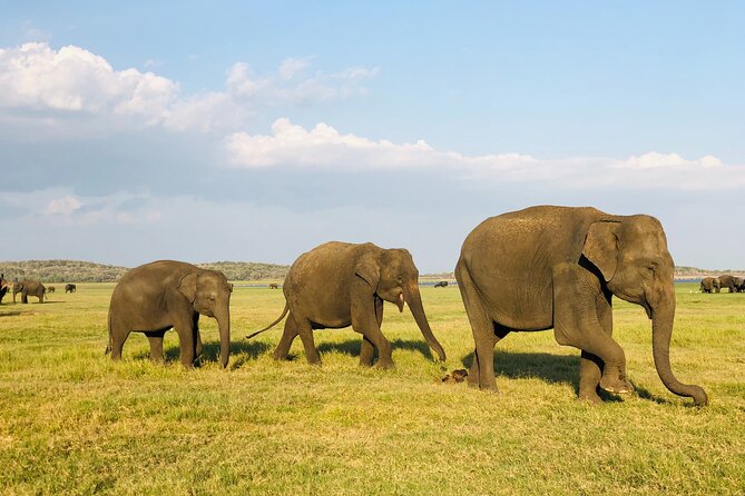 Udawalawa National Park Safari Day Tour - Udawalawa National Park jeep safari: 3 to 4 hours for elephants and birds