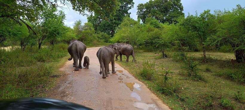 Udawalawa National Park Safari & Elephant Transit Home Tour - Key things to know before your Udawalawe safari and transit home visit