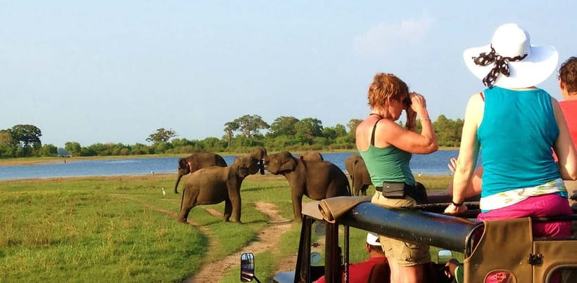 Udawalawa National Park Safari Tour with Experienced Guides - A realistic 3-hour itinerary: what you do in each phase