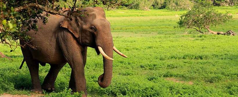 Udawalawa National Park Safari Tour with Experienced Guides - English-language guides, and why communication matters on safari