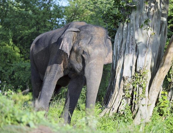 Udawalawa National Park Safari trip from Hikkaduwa/Galle/Weligama - Key highlights at a glance