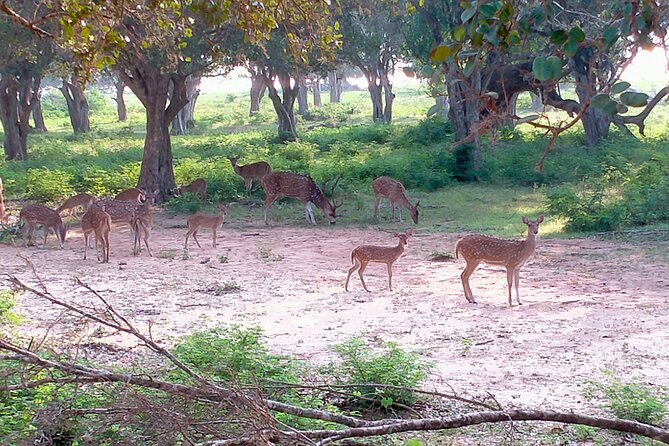 Udawalawa National Park Safari trip from Hikkaduwa/Galle/Weligama - The optional Udawalawe Elephant Transit Home stop