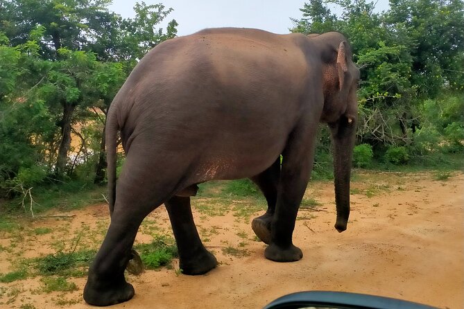 Udawalawa National Park Safari trip from Hikkaduwa/Galle/Weligama - Wildlife realism and how to set expectations