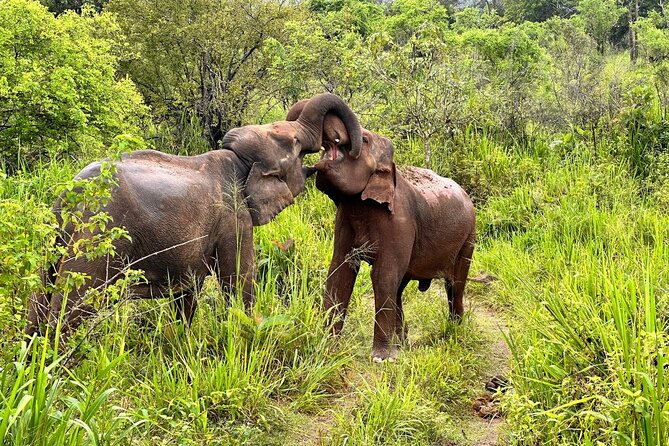 Udawalawa National Park Safari trip from Hikkaduwa/Galle/Weligama - Who this Udawalawe safari works best for