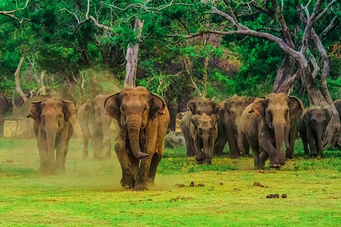 Udawalawa Safari Drive From Galle, Weligama, Mirissa & Dickwella - Breakfast During the Safari, Simple Food That Keeps You Moving