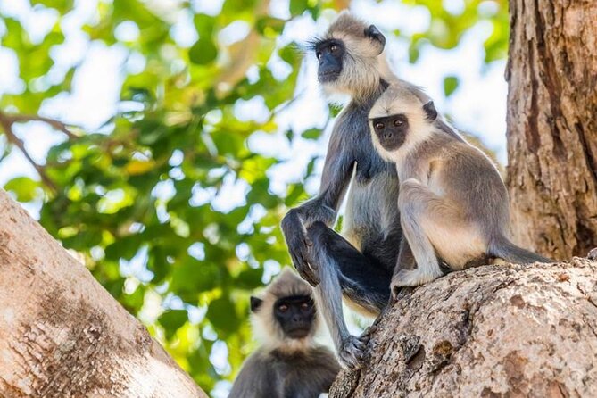 Udawalawa Safari Drive From Galle, Weligama, Mirissa & Dickwella - Timing and What 8 Hours Feels Like