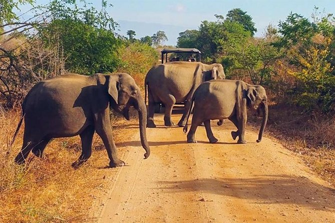 Udawalawa Safari Drive From Galle, Weligama, Mirissa & Dickwella - Price and Value: $80 Plus Entrance Fees