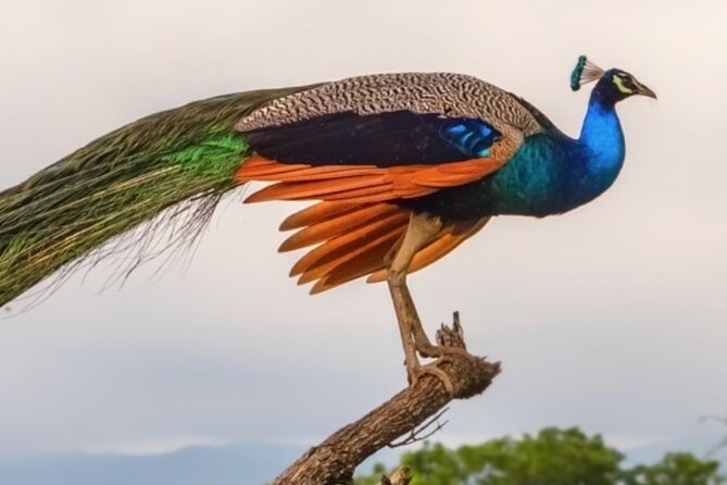 Udawalawa Safari Drive From Galle, Weligama, Mirissa & Dickwella - Who This Udawalawa Safari Drive Is Best For