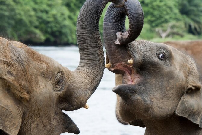 Udawalawa Safari Drive From Galle, Weligama, Mirissa & Dickwella - Practical Tips That Improve Your Chances of Great Sightings