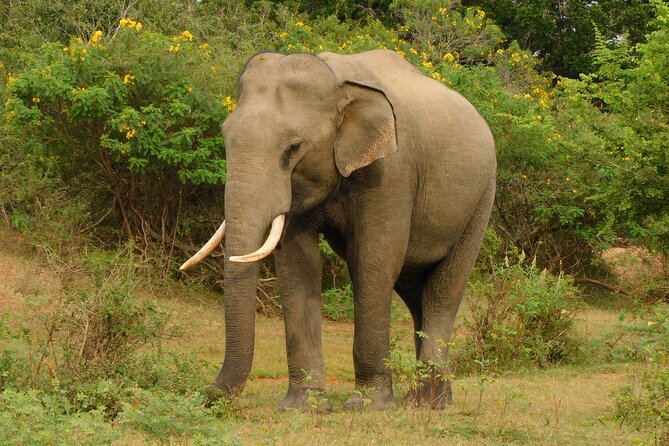 Udawalawa Safari & Elephants Orphanage Tour from Hambantota port - Price and value: what $57 really buys, and what costs extra
