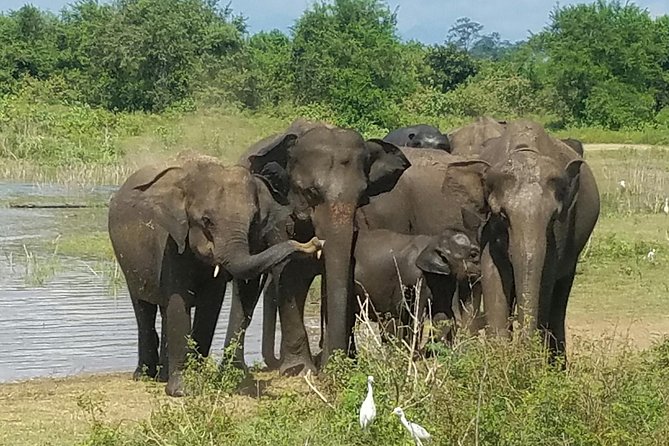 Udawalawe Elephant Safari: 3h Jeep Adventure (All Inclusive) - Bentota to Udawalawe: the drive you actually want