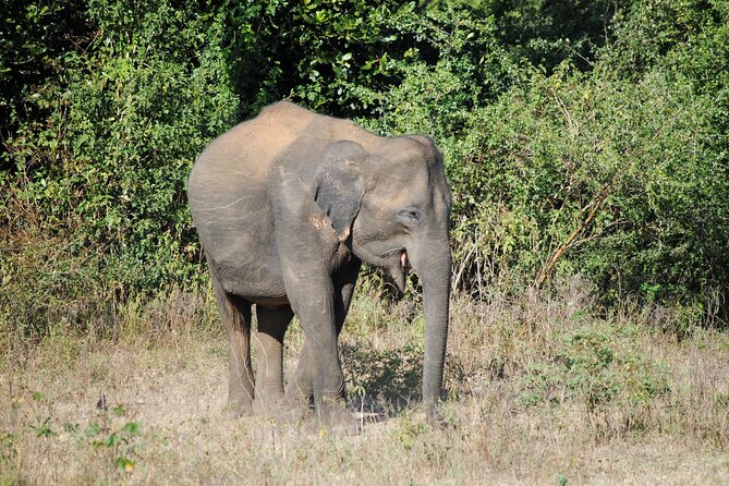 Udawalawe Elephant Safari: 3h Jeep Adventure (All Inclusive) - Spotting support: why a skilled guide changes everything