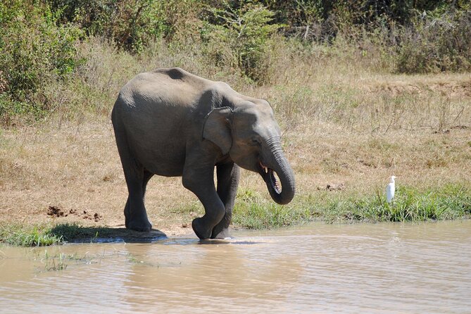 Udawalawe Elephant Safari: 3h Jeep Adventure (All Inclusive) - Other wildlife you can actually plan to notice