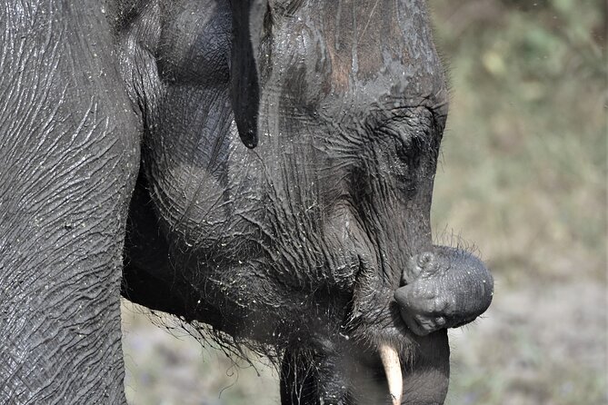 Udawalawe Elephant Safari: 3h Jeep Adventure (All Inclusive) - Lunch choice: the only “gotcha” in the inclusions