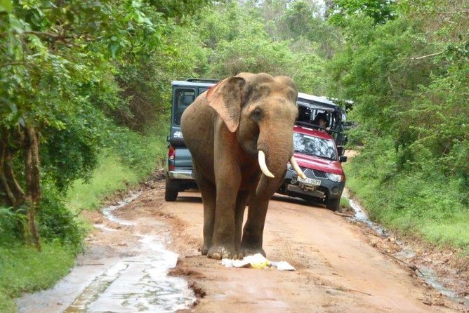Udawalawe Elephant Safari: 3h Jeep Adventure (All Inclusive) - Price and value: what $172 buys you